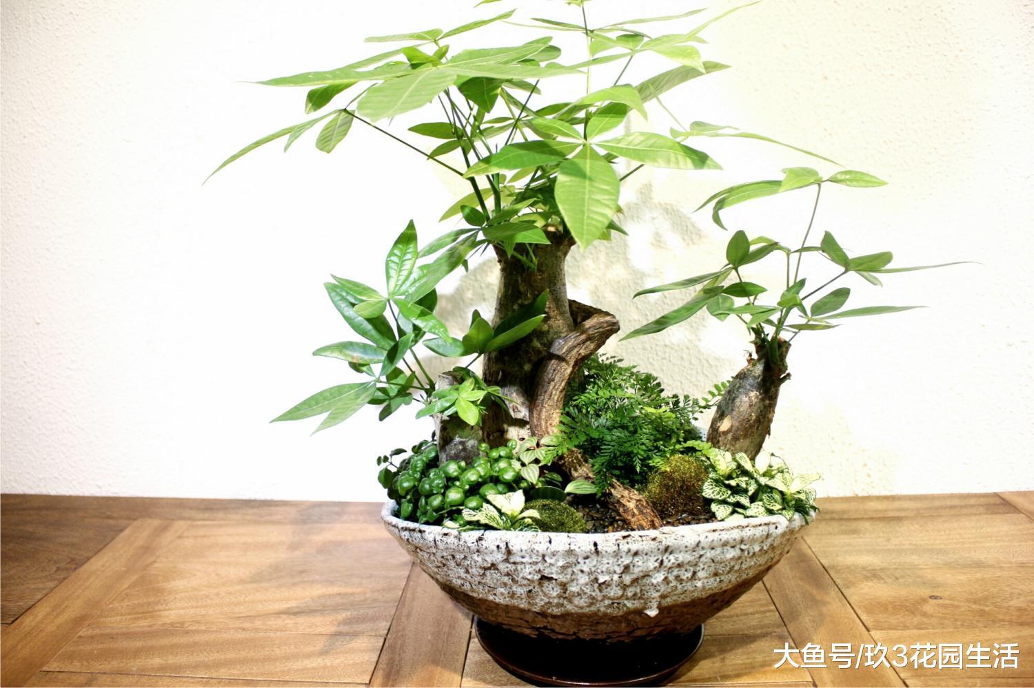 办公区里的那些个明星绿植——发财树