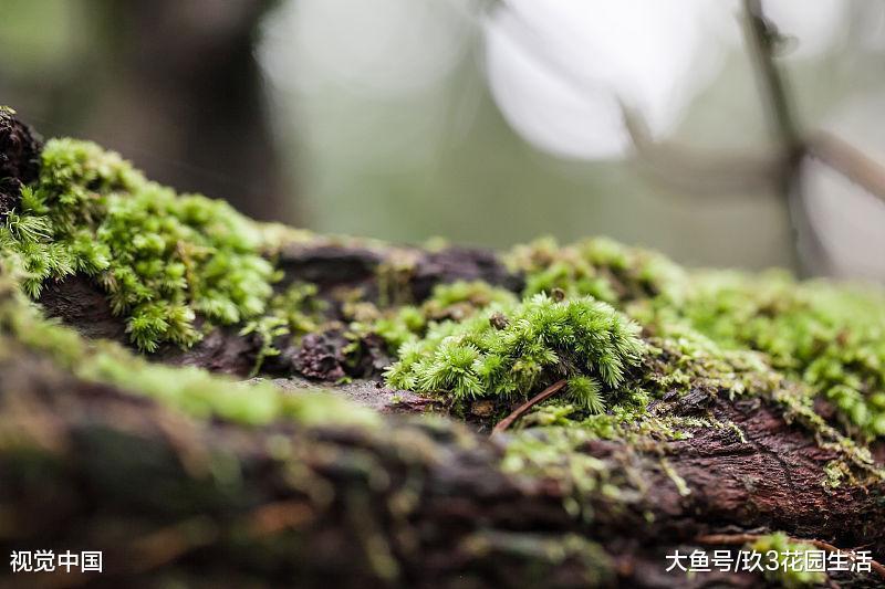 苔藓微景观的选择和布置