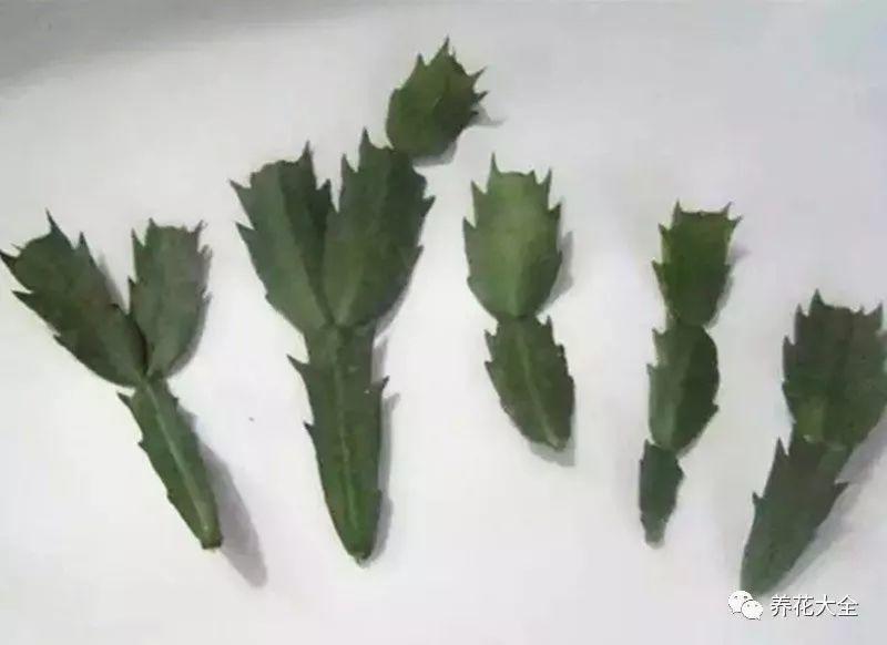 蟹爪兰绿萝……1个动作, 养成3米绿瀑布, 邻居羡慕得流口水!