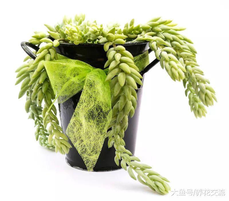 适合养在家里的几种多肉植物, 10天半个月不浇水完全没问题