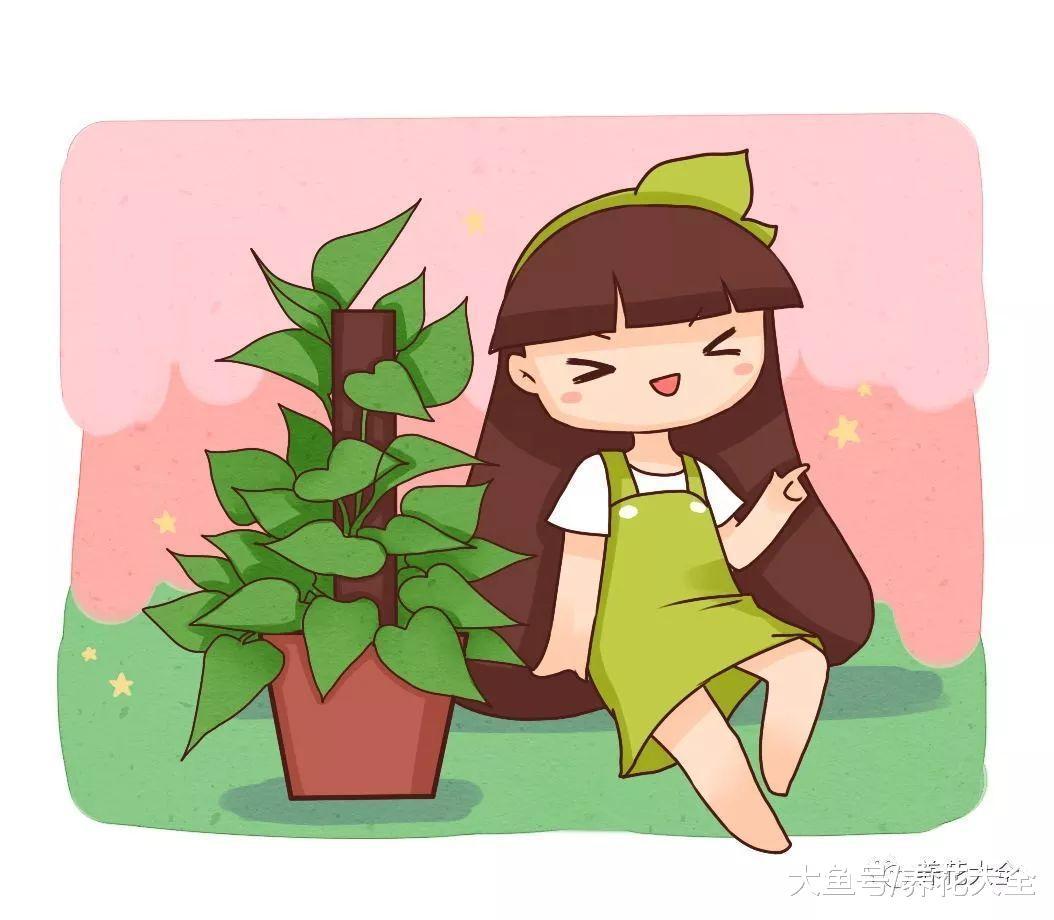 绿萝用绳子一扯, 藤蔓疯长, 没几天成绿墙!