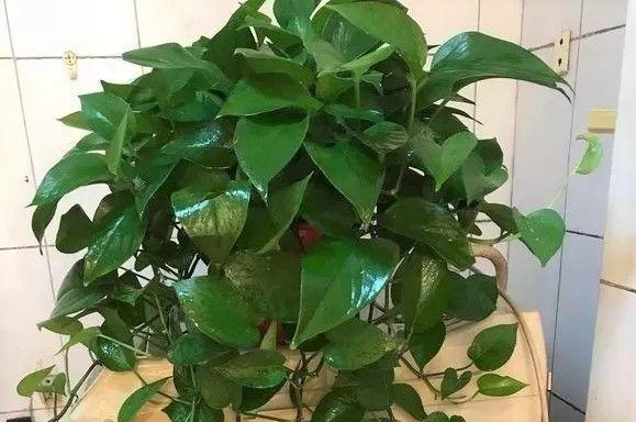 啤酒里加两片药再浇花, 保管花猛蹿疯长, 一星期就蹿上房顶!