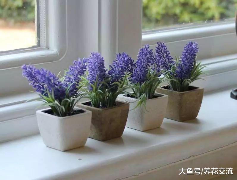 可以让你不再失眠的9种植物, 提高睡眠就养这些花