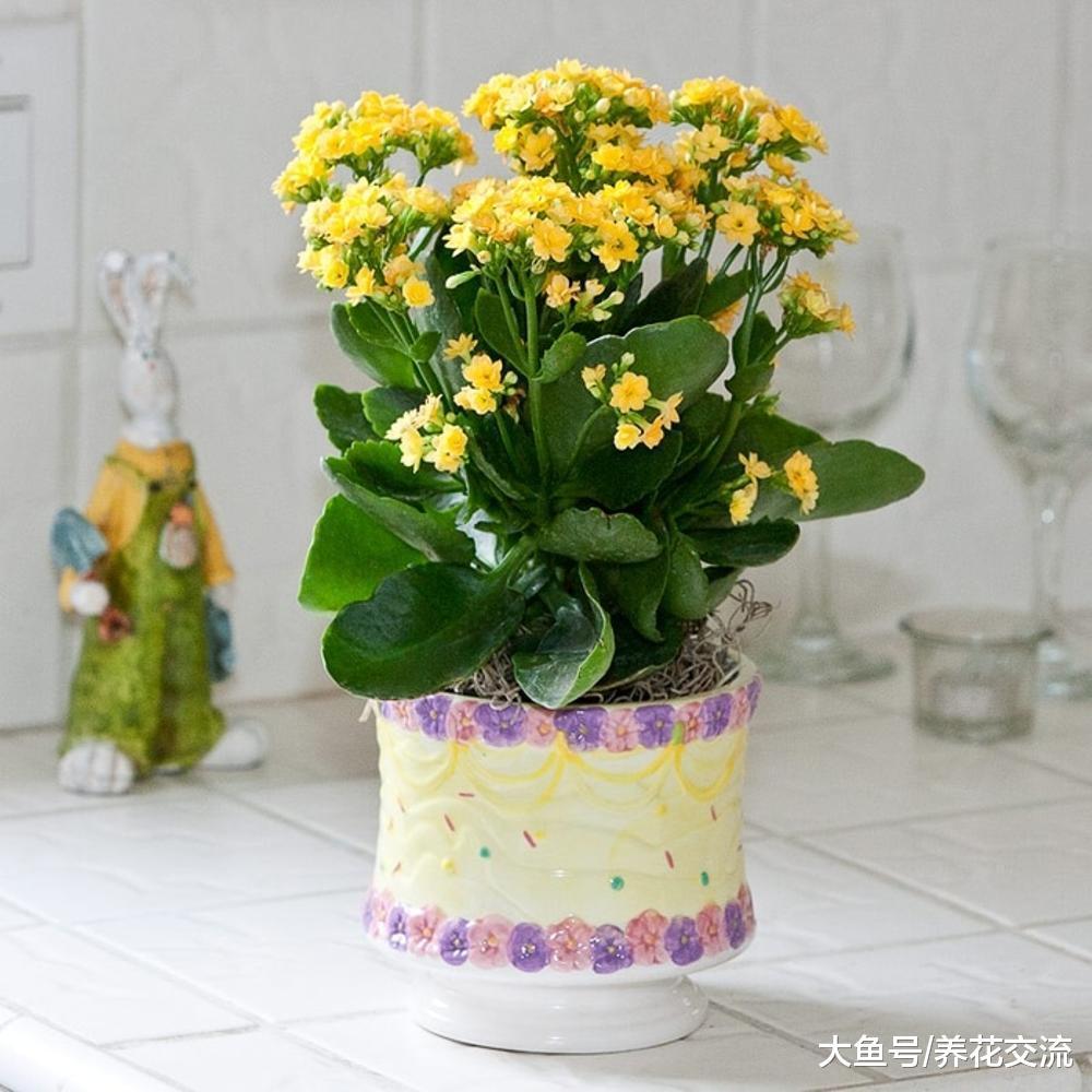 冬春时节能够保持一直开花的植物, 养室内和庭院, 没想到这么多