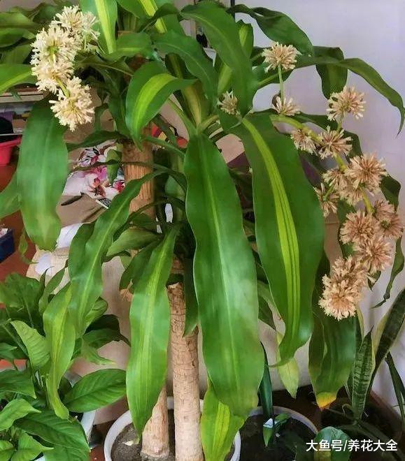 屋里放盆它, 不干燥、睡的香, 不用买加湿器了!