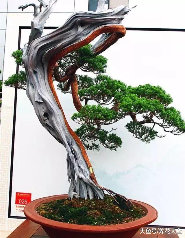 这些盆景太养眼, 随便拿出一盆就能换套房!