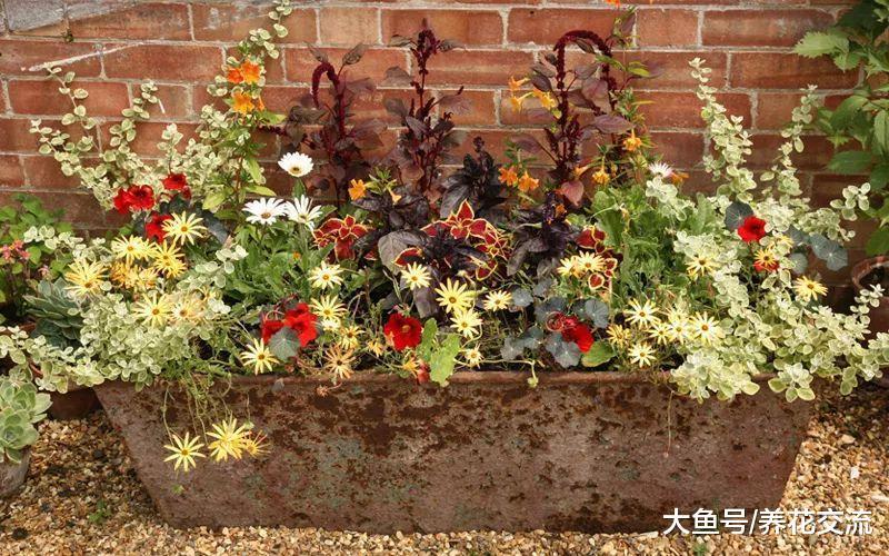 杂物间捡来的家居用品, 栽种这些植物后变成诱人的花坛