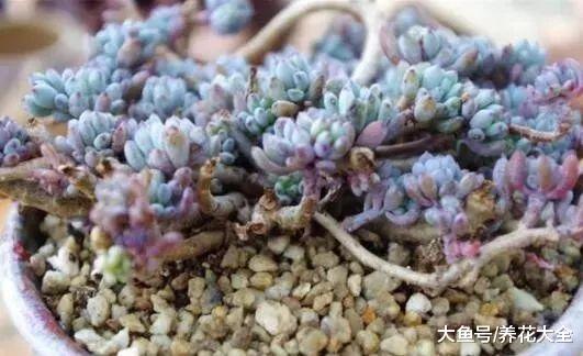 这7种多肉竟原来是香的? 养1盆, 家里天天香甜清新