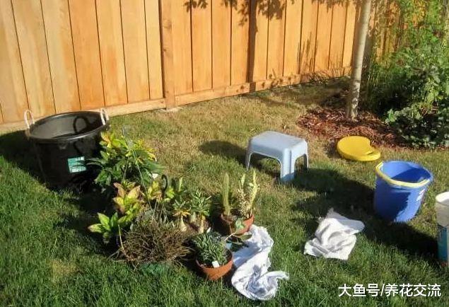 为什么植物移到室内就感染病虫害, 是不是养护方法有问题?