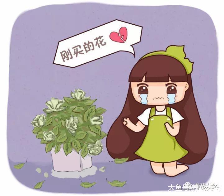 冒死揭秘花市猫腻, 这5种花买一盆死一盆, 过年买花千万注意了!