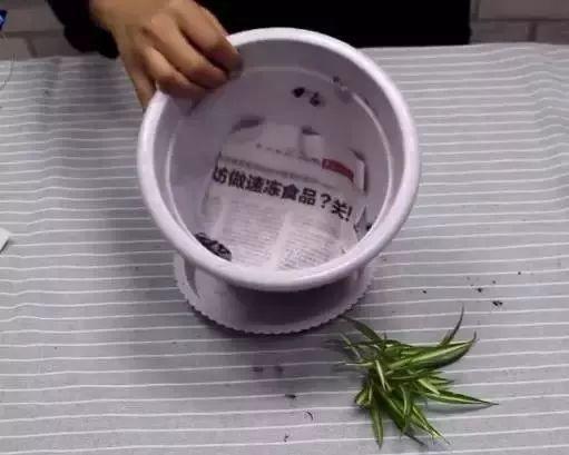 把丝袜垫盆底, 养花不烂根