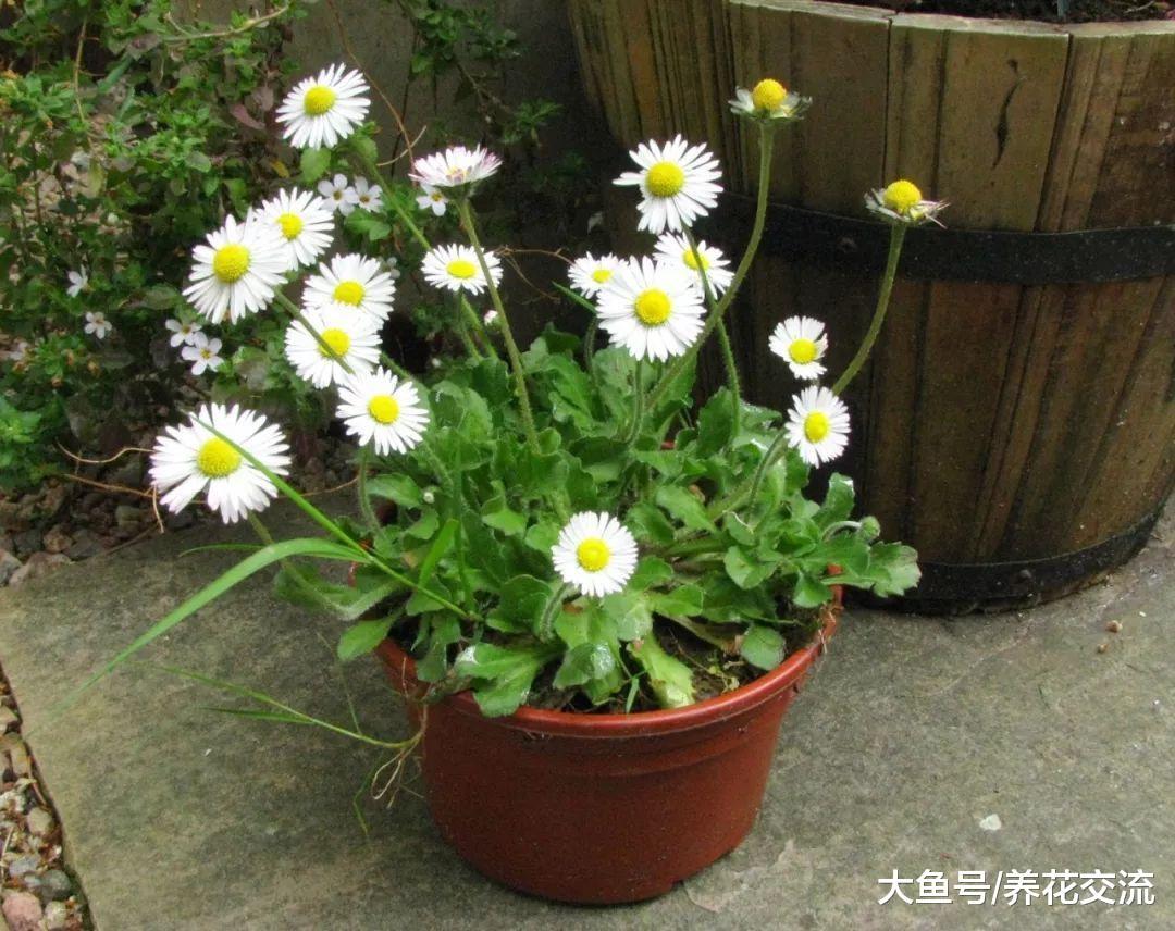 只要保持常年阳光灿烂, 就能年年开花的7种花卉
