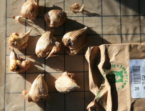 朋友以为我种了几盆大蒜, 花开比兰花还要美, 能不断繁殖