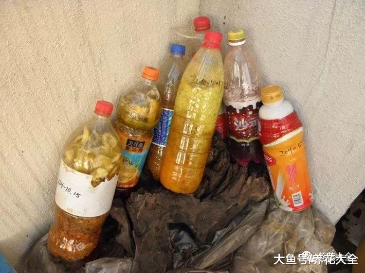 绿萝总黄叶, 自制“大酱”来伺候, 藤蔓疯长!