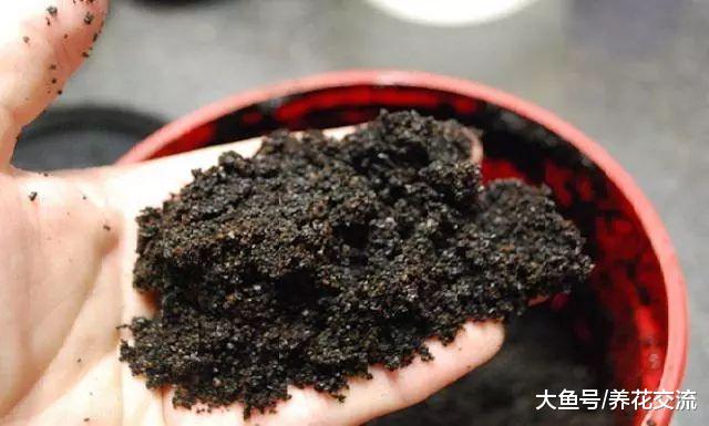 厨房里的剩菜残羹和厨余垃圾变成养花肥料, 这11个方法太实用了