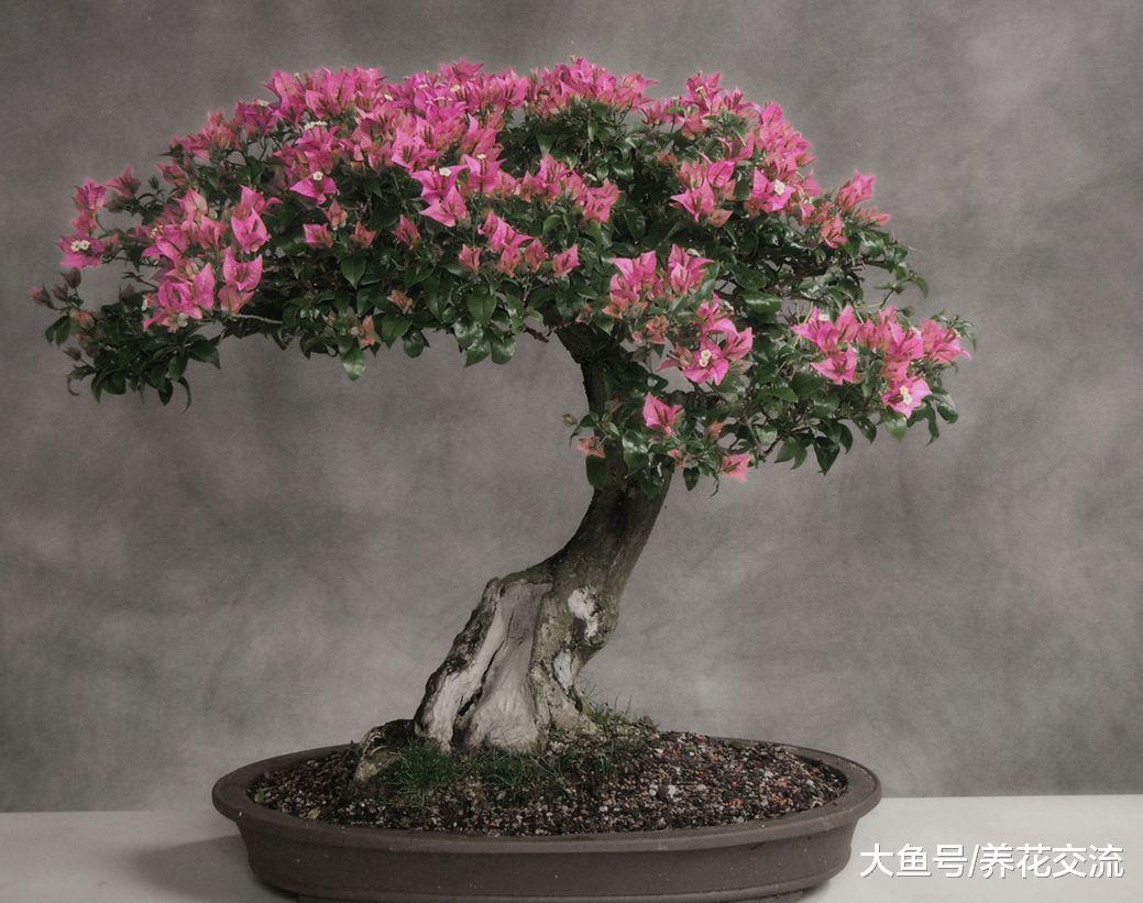 能够在院子长成满树花的灌木花卉, 也能种在花盆的4种花