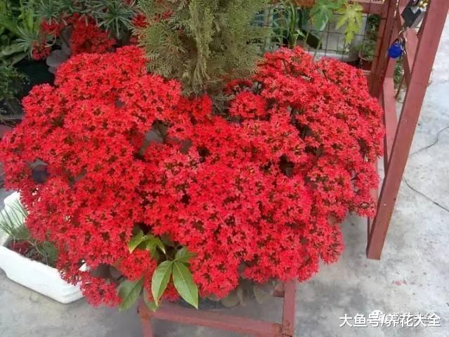长寿三角梅剪1刀, 爆盆到叶子都看不见, 咋做的?