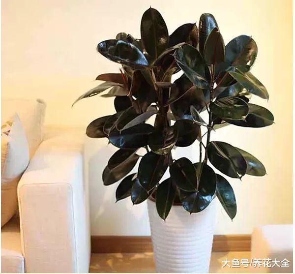 过年不吸二手烟! 摆盆这个, 让你摆脱尼古丁困扰