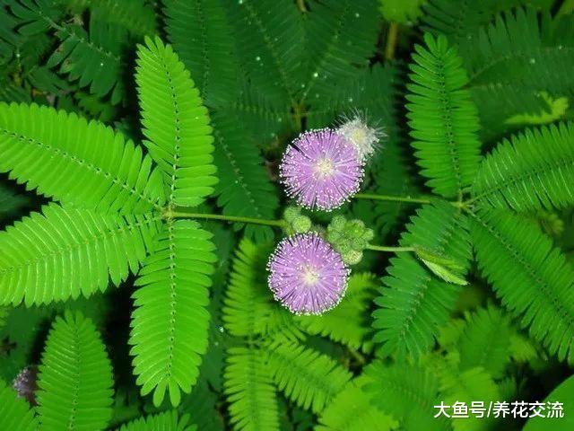 在家门口就可以看到的六种有毒植物, 小孩子要远离, 避免误食误触