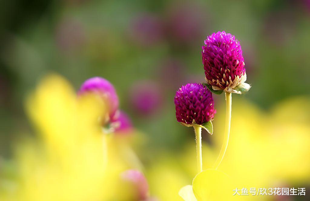 家居养花之草本花卉——千日红