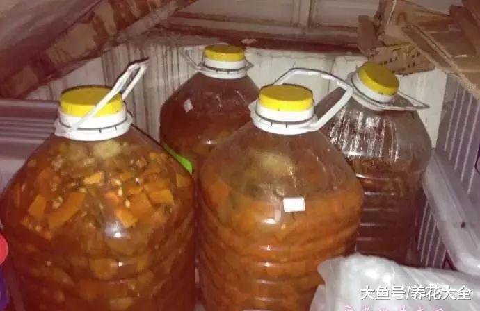 地瓜、骨头, 只要一丢丢, 绿萝吃完就疯长