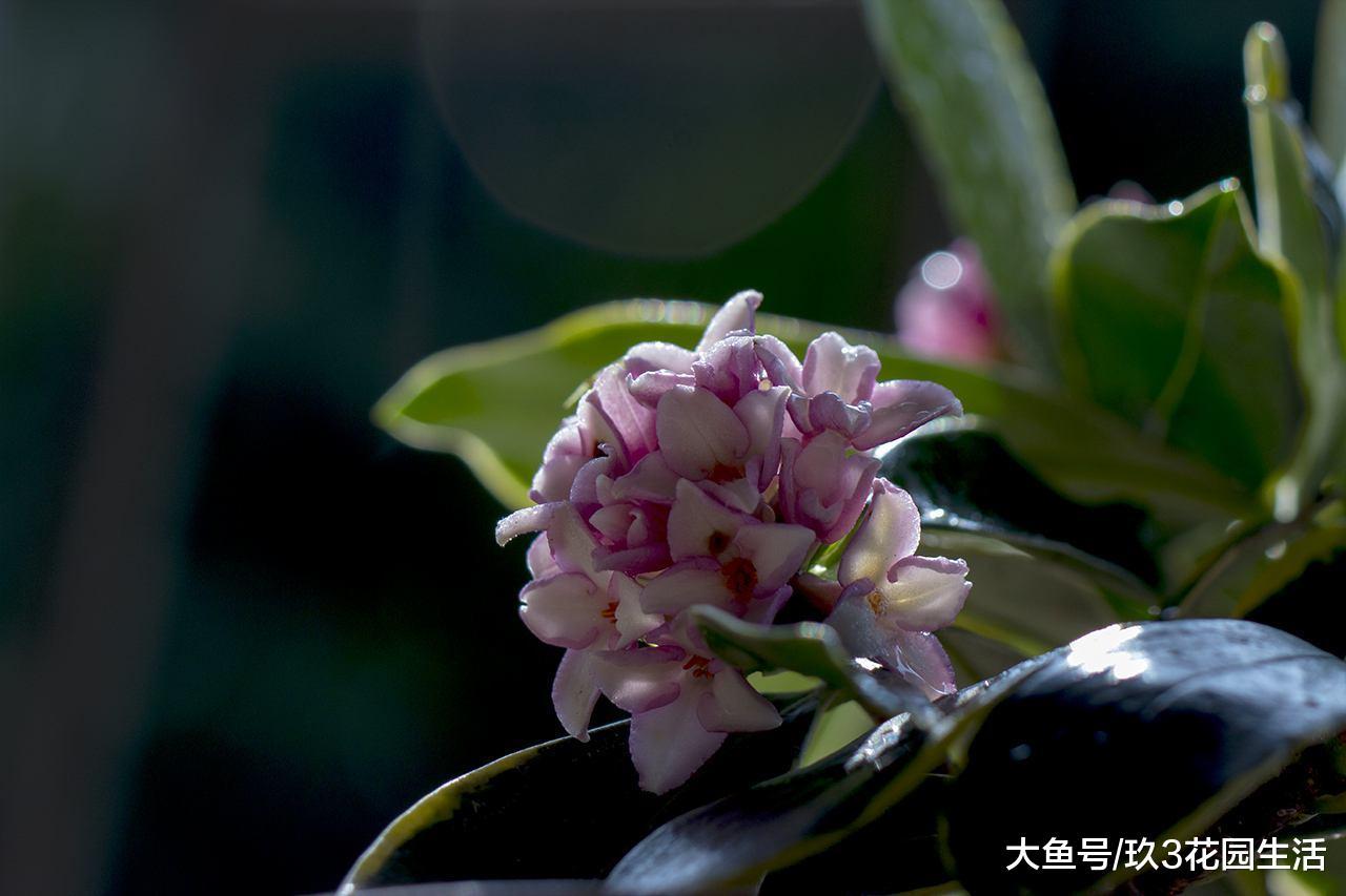 家居养花之金边瑞香的栽培与养护