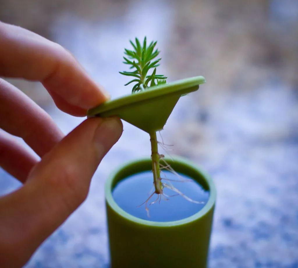 学会这种植物扦插的方法, 路边剪一段枝条插在土壤中就能变盆栽