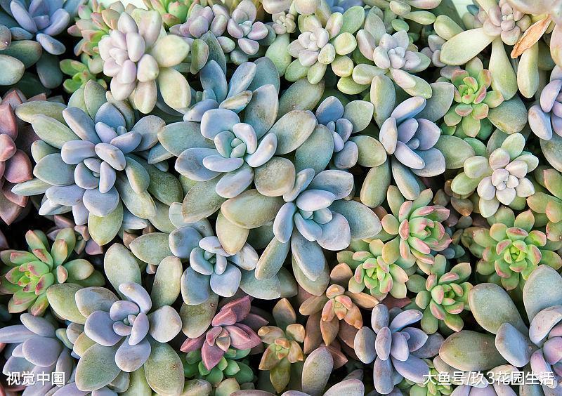 家居养花之多肉植物常见的虫害