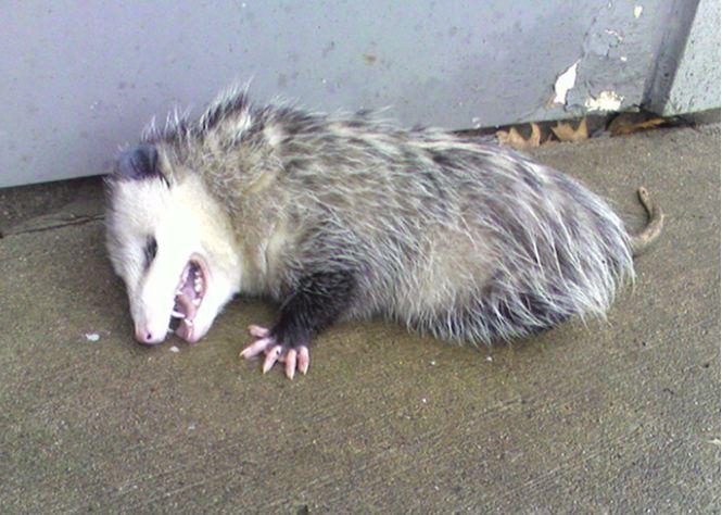 负鼠躺在马路中央一动不动, 用身体碰瓷, 结果一不小心“翻了车”