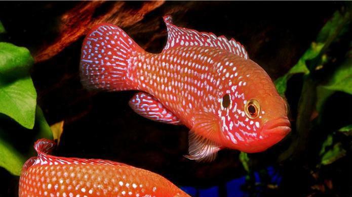 红宝石鱼性情比较, 经常攻击其他品种的热带鱼