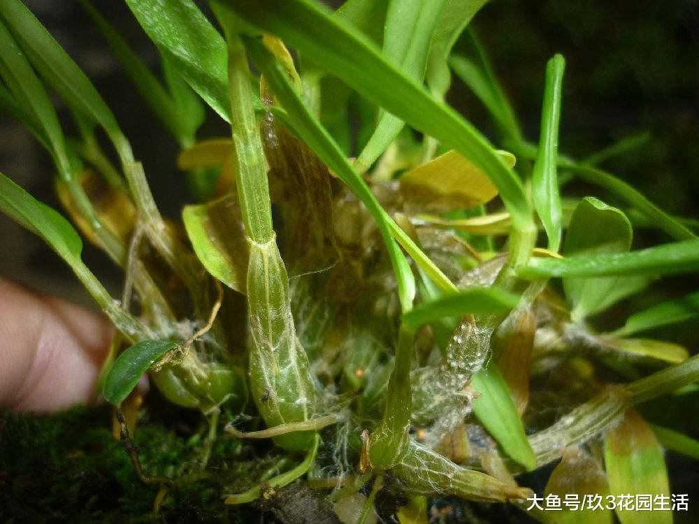 家庭养花中常见的植物病害(一)