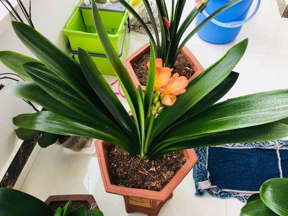 家里君子兰几年不长像假花, 教你这样养, 明年就开花!