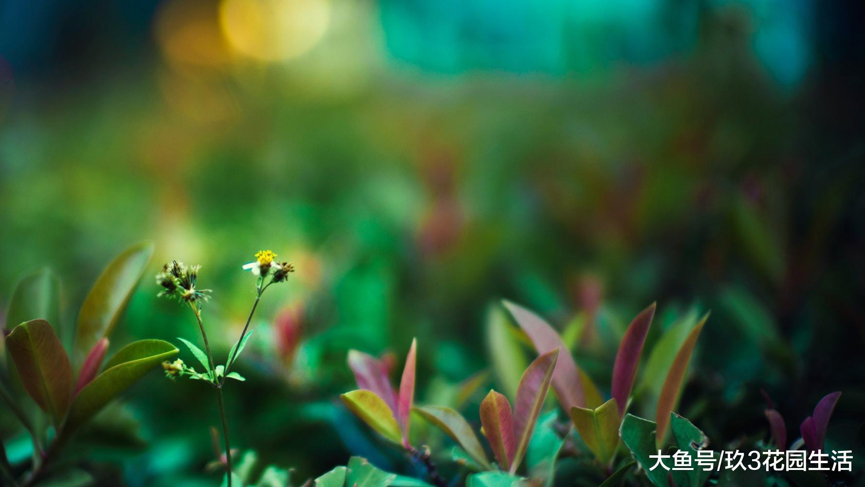 植物从最初到现在经历了什么生长变化?