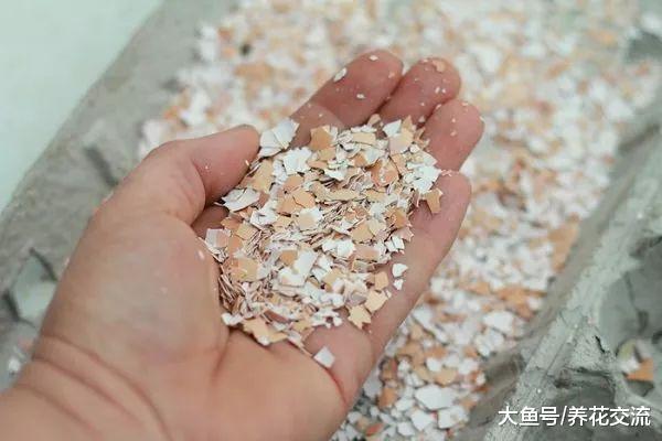 养月季用自制的10种肥料, 可以让病虫远离, 还能省下不少钱