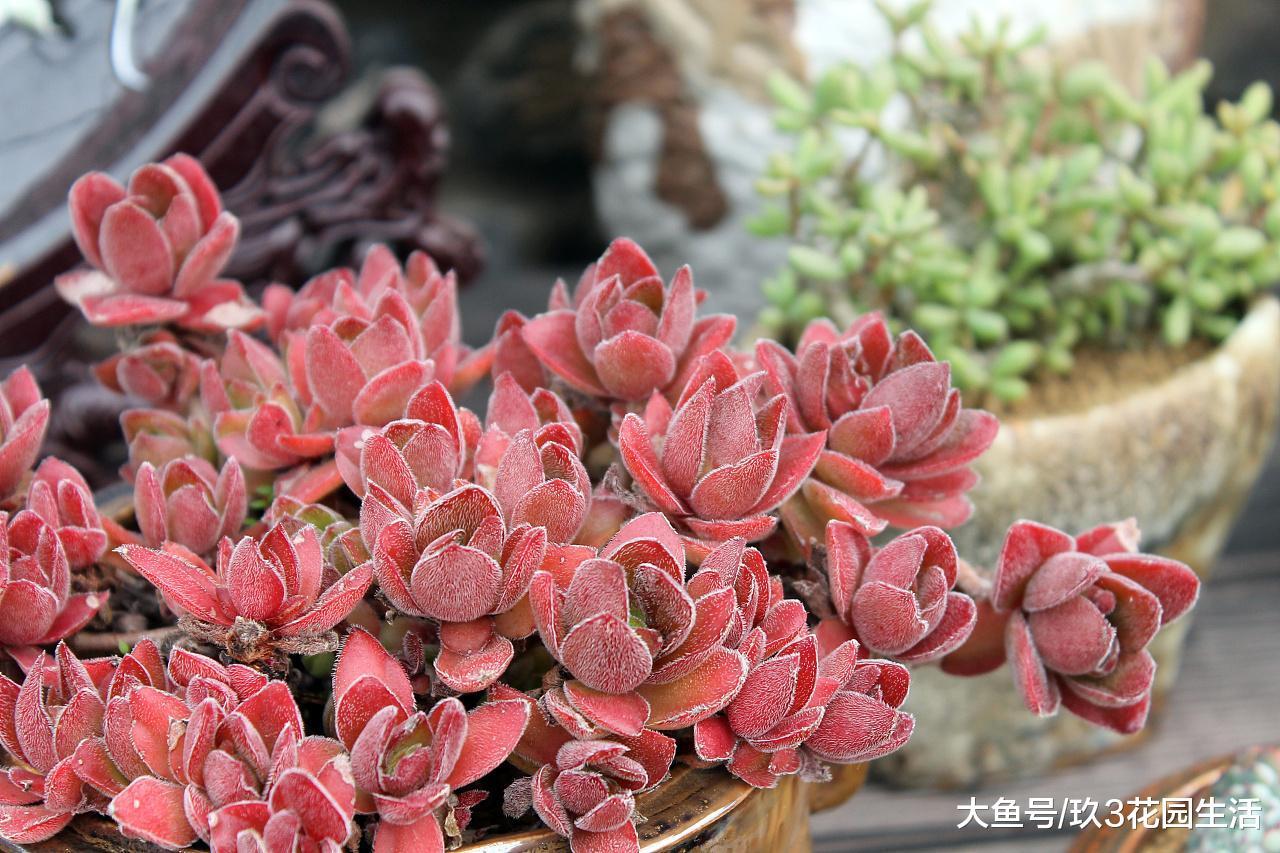 日照的强弱对多肉植物的影响