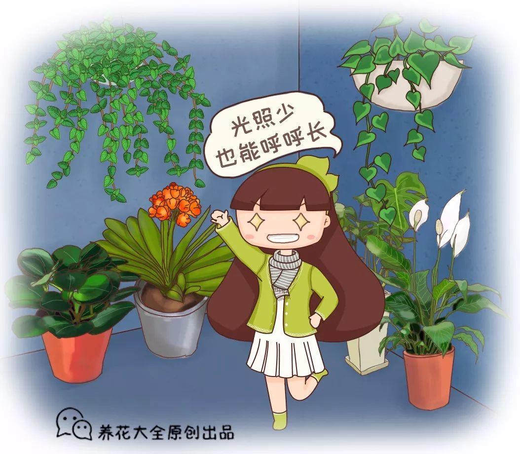 过年家里就养这8种花, 大冬天也能呼呼长, 叶子绿得冒油!