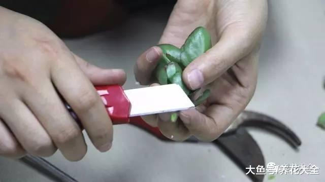 长寿三角梅剪1刀, 爆盆到叶子都看不见, 咋做的?