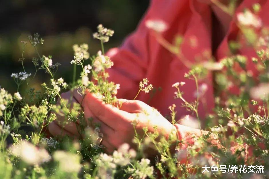 学会这5个种花秘诀, 各种花卉都能保持年年开花