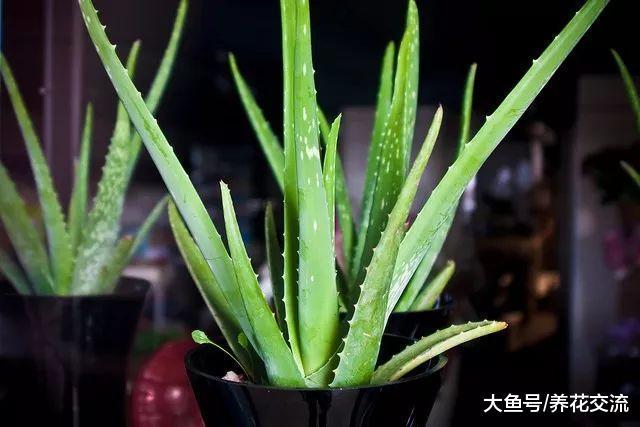 摆放在门前不用怎么照顾的芦荟, 开出近一米高的花朵