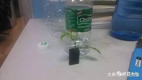 月季扦插方法大全, 只要学会一种, 就不怕没花养!