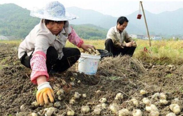 农村里常见的农作物, 一斤可卖300元, 农民称它为摇钱树