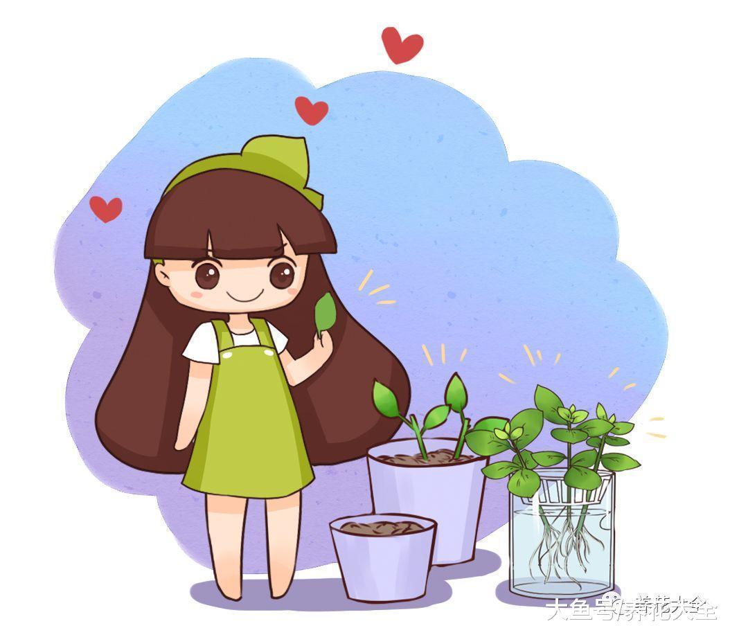 这5种花, 现在掐个枝就能活, 再也不用花钱买了!