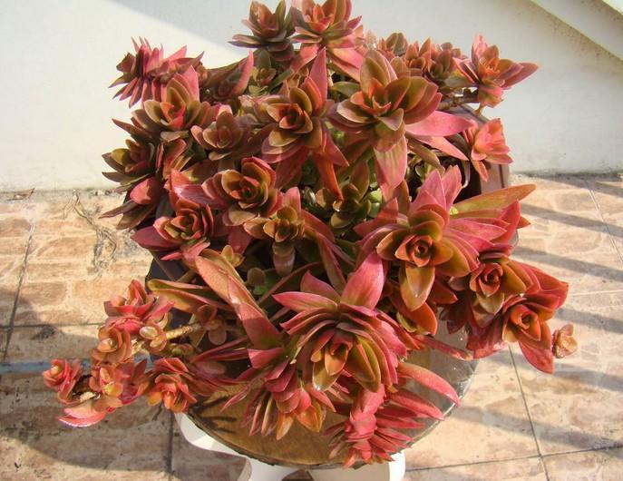 这7种红色多肉, 让你红红火火过新年