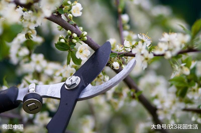 对植物进行修剪, 我们都在剪什么鬼?