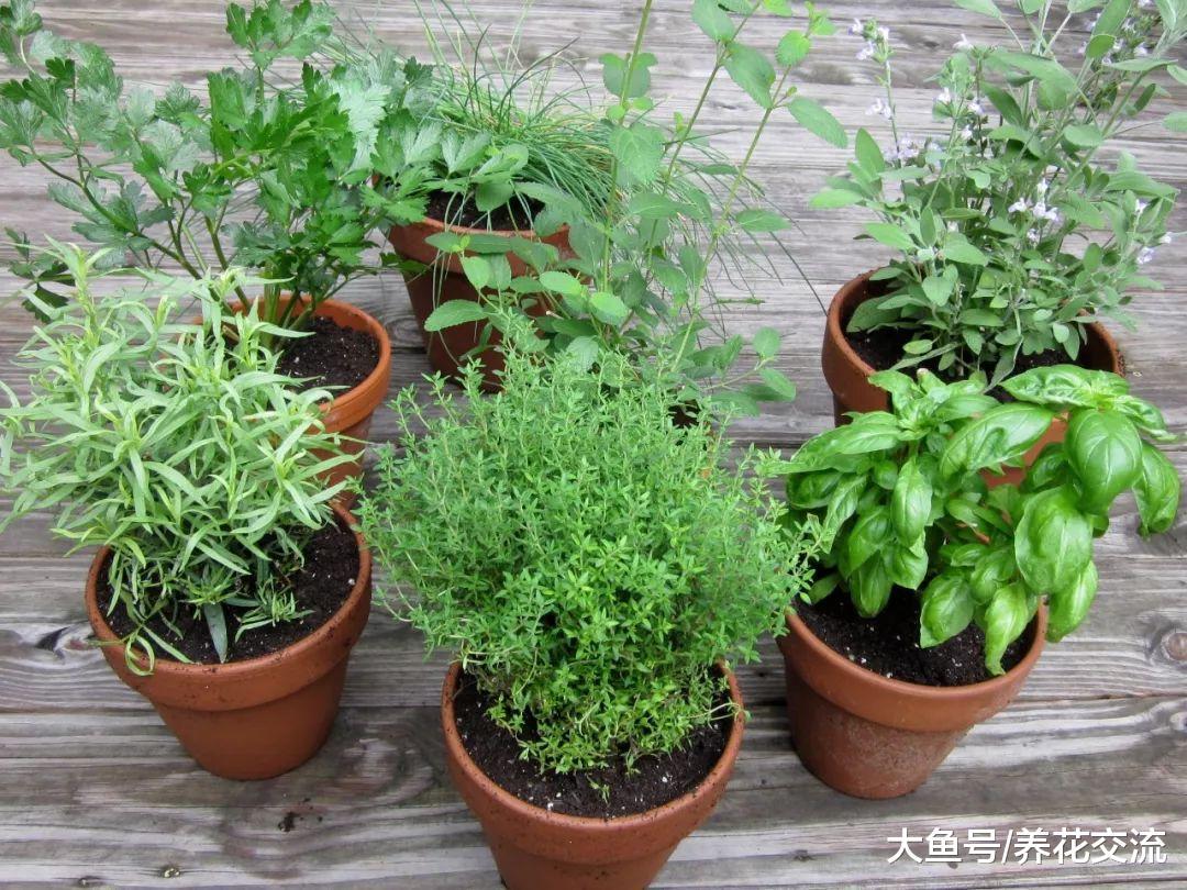 冬天能够在室内种植的5种清香植物, 放菜里煮味道提升一个档次