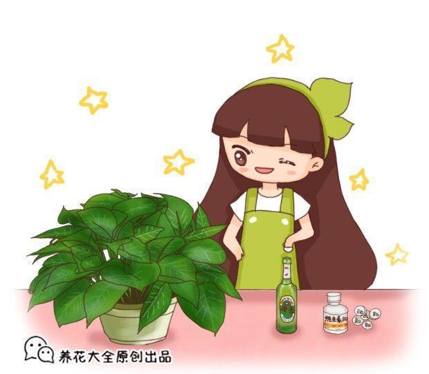 药片扔进啤酒再浇花, 花喝下去猛蹿疯长, 开败的长寿花立马开花!
