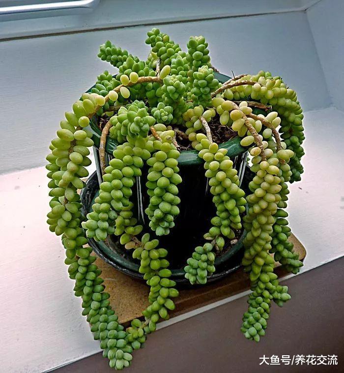 用吊盆养在窗台上长成瀑布的翡翠景天, 一串串玉缀却是不能碰的