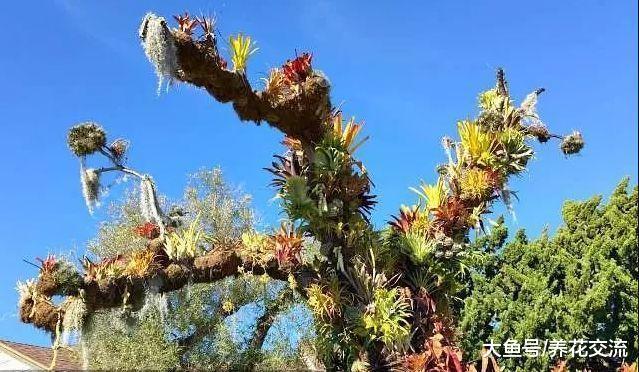 家里的观赏凤梨花朵枯萎就丢掉? 教你一种方法可以不断繁殖