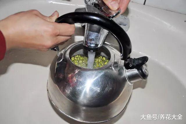 几粒绿豆, 一把热水壶, 3天发出无毒绿豆芽!