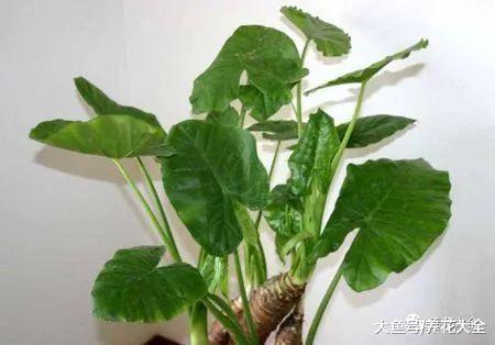 这8这种花不宜在室内养, 微毒小心影响身体!